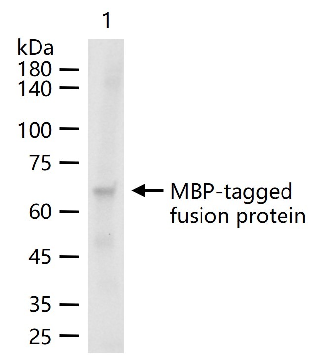 Anti-MBP tag Antibody (8B845)