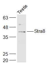 Anti-Stra8 Polyclonal Antibody