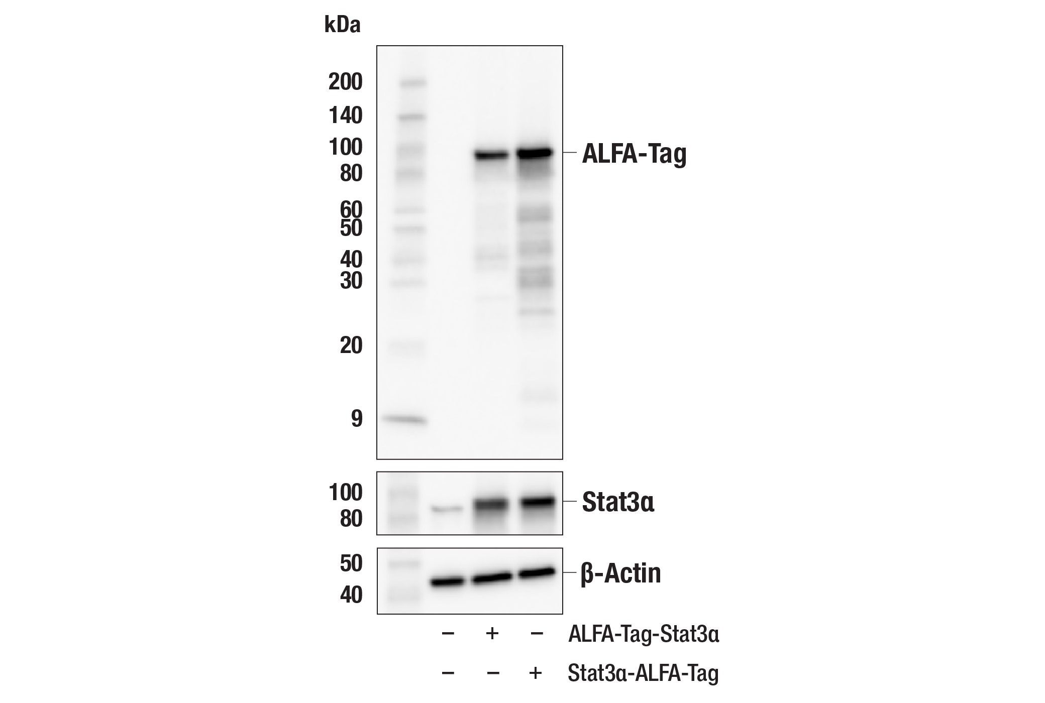 ALFA-Tag