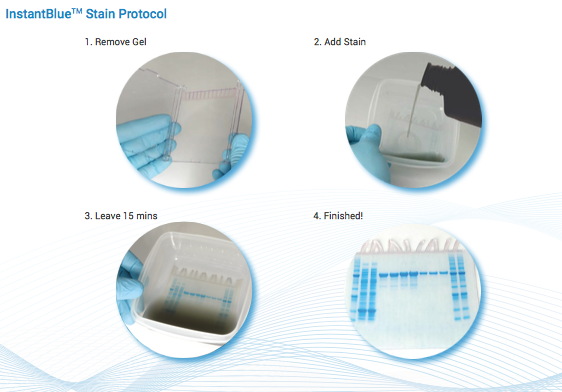 InstantBlue Protein Stain