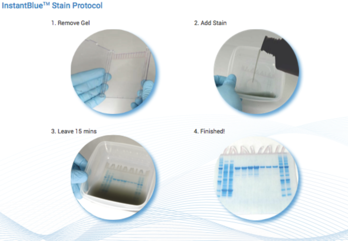 InstantBlue Protein Stain
