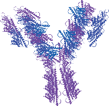 Anti-IgG F(ab')2 Antibody, HRP