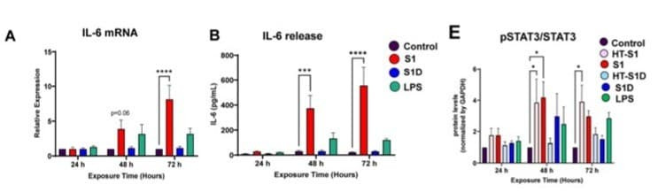 RayBiotech's SARS-CoV-2 S1 protein induced IL-6 expression, IL-6 secretion, and STAT3 phosphorylation in brain endothelial cells. Figure adapted from Stangis et al., NeuroImmune Pharmacol. Ther., 2024.