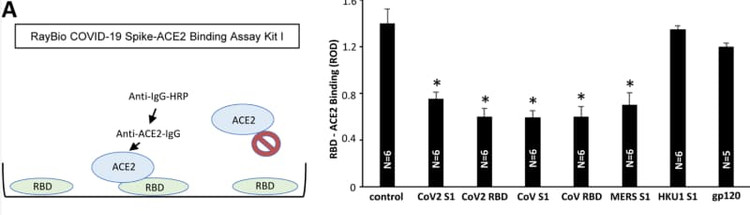 Figure adapted from Bejoy et al., Arch Biochem Biophys, 2023.