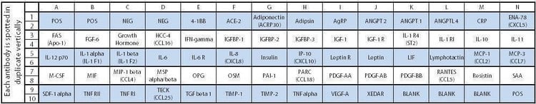 Human Obesity Array C1