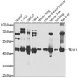 Western blot analysis of extracts of various cell lines, using TEAD4 antibody (STJ25804) at 1:1000 dilution. Secondary antibody: HRP Goat Anti-Rabbit IgG (H+L) (STJS000856) at 1:10000 dilution. Lysates/proteins: 25 Mu g per lane. Blocking buffer: 3% nonfat dry milk in TBST. Detection: ECL Basic Kit. Exposure time: 10s.