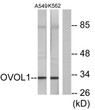 Western blot analysis of lysates from K562 and A549 cells, using OVOL1 Antibody. The lane on the right is blocked with STJ94842