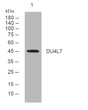 Western blot analysis of lysates from HpeG2 cells, primary antibody was diluted at 1:1000, 4°C over night