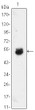 Western blot analysis using BMP-4 monoclonal antibody against BMP4-hIgGFc transfec<style>.product-options .custom-field{display:inline-block;background:#aaa;}</style><style>.label-data{font-weight:bold;min-width:100px;}.label-data,.data{display:inline-block;min-width:100px;}.description table{word-break:break-all;}.description table td{min-width:200px;}</style></div></div></div>
				      </div>
                      </div>
  </div>

    </div>




<div class=