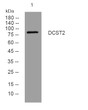 Western blot analysis of lysates from Hela cells, primary antibody was diluted at 1:1000, 4°C over night