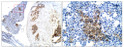 Immunohistochemistry of mouse tissue with Anti-BMP4 primary antibody (STJ500264) at 1:50 dilution in Buffer. Section was treated with DAB and Haematoxylin stain. Magnification is at 5X.