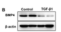 Effects of bone morphogenetic protein 4 on TGF-β1-induced cell proliferation, apoptosis, activation and differentiation in mouse lung fibroblasts via ERK/p38 MAPK signaling pathway PeerJ Jian Wang Wenju Lu WB mouse