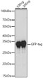 Western blot analysis of extracts of various cell lines, using HRP rabbit Anti-Camelid VHH Antibody at 1:1000 dilution. Lysates/proteins: 25 Mu g per lane. Blocking buffer: 3% non-fat dry milk in TBST. Detection: ECL Basic Kit. Exposure time: 3s.
