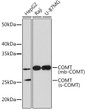 Western blot analysis of extracts of various cell lines, using COMT Rabbit monoc<style>.product-options .custom-field{display:inline-block;background:#aaa;}</style><style>.label-data{font-weight:bold;min-width:100px;}.label-data,.data{display:inline-block;min-width:100px;}.description table{word-break:break-all;}.description table td{min-width:200px;}</style></div></div></div>
				      </div>
                      </div>
  </div>

    </div>




<div class=