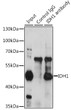 Immunoprecipitation analysis of 200 Mu g extracts of HeLa cells, using 3 Mu g IDH1 antibody (STJ115211). Western blot was performed from the immunoprecipitate using IDH1 antibody (STJ115211) at a dilution of 1:1000.