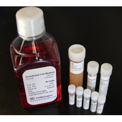 Complete Epithelial Cell Medium /w Kit – 500 ML