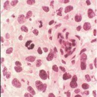 cell staining photo