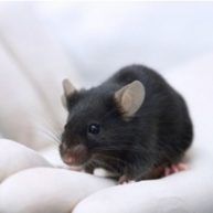 mouse image