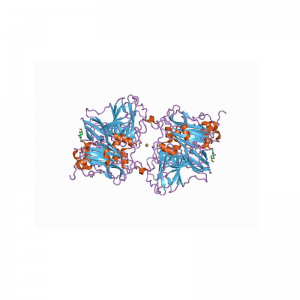 Ascorbate Oxidase