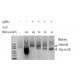Cas9 (D10A) Nickase