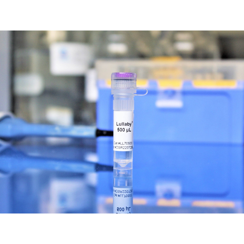 sirna transfection reagent