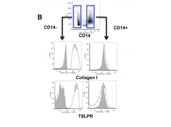 Collagen Type I Antibody Biotin Conjugated