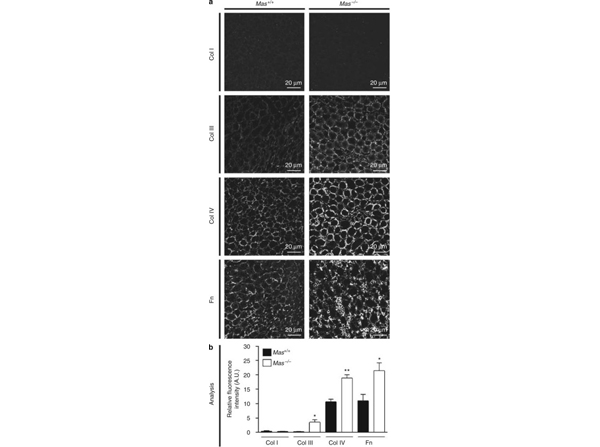 Immunofluorescence using Collagen Type III