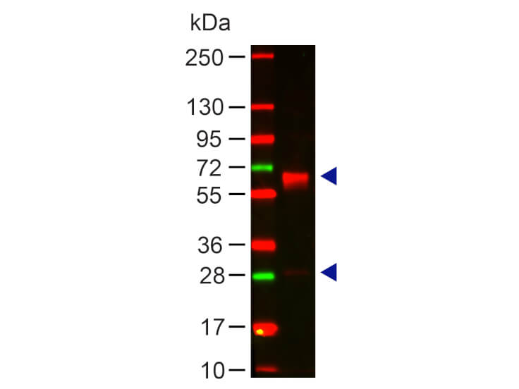Human IgA (alpha chain) Antibody Western Blot