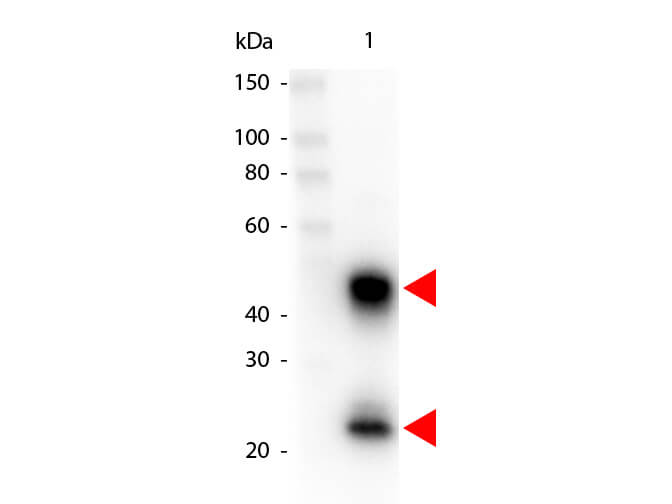 MOUSE IgG (H&L) Secondary Antibody Peroxidase Conjugated Pre-adsorbed - Western Blot
