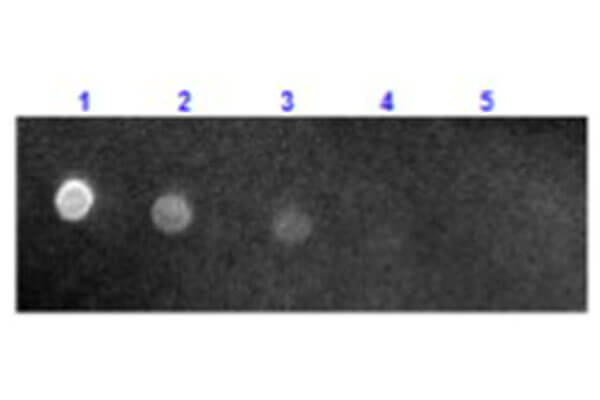 Mouse IgG (H&L) Antibody Texas Red™ Conjugated