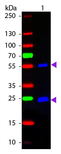 WB - Mouse IgG (H&L) Antibody DyLight™ 488 Conjugated Pre-Adsorbed