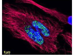 Anti-Histone and Anti-Tubulin Antibodies - Immunofluorescence Microscopy