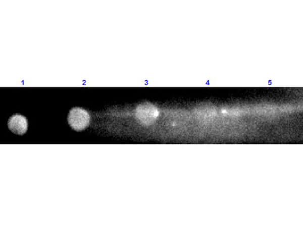 Rabbit IgG Fc Antibody Rhodamine Conjugated Pre-Adsorbed