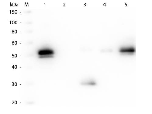 Rabbit IgG Fc Antibody Biotin Conjugated Pre-Adsorbed