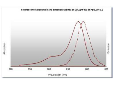 Rabbit IgG (H&L) Antibody DyLight™ 800 Conjugated Pre-Adsorbed