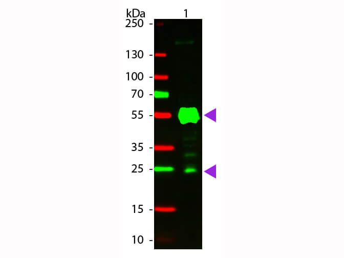 WB - Rat IgG (H&L) Antibody CY3 Conjugated Pre-Adsorbed