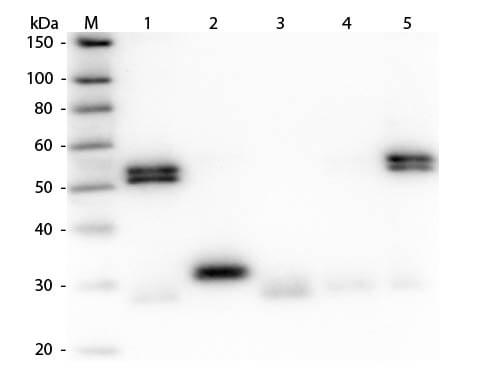 Rat IgG (H&L) Antibody Texas Red™ Conjugated Pre-Adsorbed