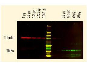 Rat IgM (mu chain) Antibody DyLight™ 800 Conjugated