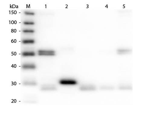 Rat IgG (H&L) Antibody Biotin Conjugated