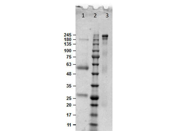 SDS PAGE Results of Bovine IgG Whole Molecule