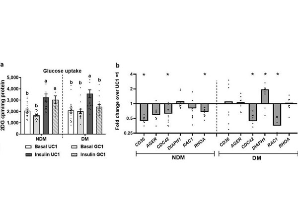 2D Culture using Human Collagen Type I
