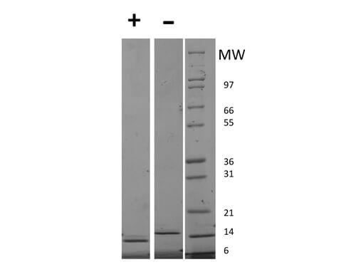 SDS-PAGE of Human Granulocyte Macrophage Colony Stimulating Factor Recombinant Protein (Animal Free)