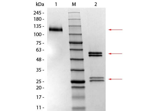 Mouse IgG1 Isotype Control - SDS-PAGE