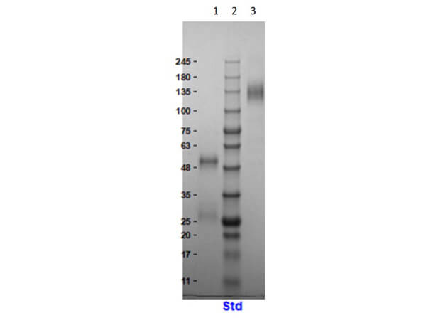 SDS PAGE Results of Llama IgG Whole Molecule