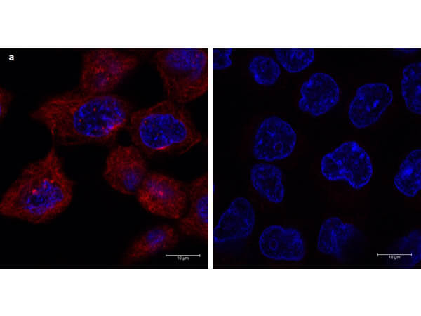 Immunofluorescence microscopy using DyLight™ 680-conjugated Fluorescent TrueBlot® anti-mouse IgG