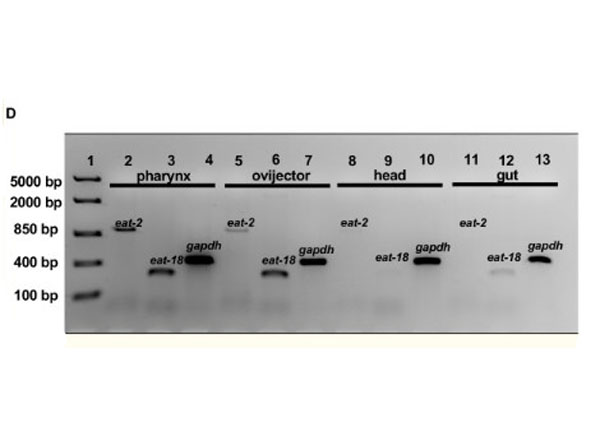 Western Blot using BlockOut buffer
