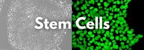 Stem Cells