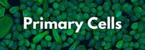 Primary Cells
