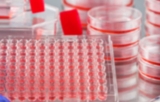 Kit ELISA para autofagia