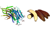 Musa acuminata Lectin (BanLec) 